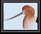 bird originals