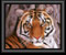 mammal originals