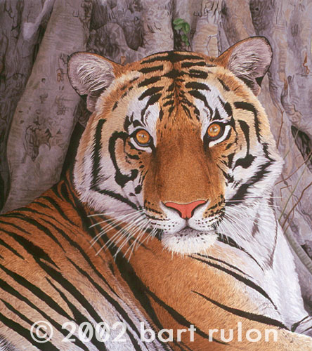 by a two week trip I took to India to photograph tigers in the wild. by a two week trip I took to India to photograph tigers in the wild.